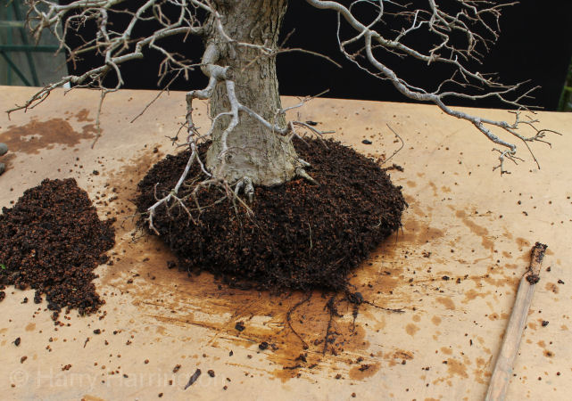 bonsai root pruning
